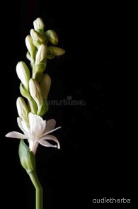 augmented_Polianthes tuberosa flower11_0_4534.jpeg